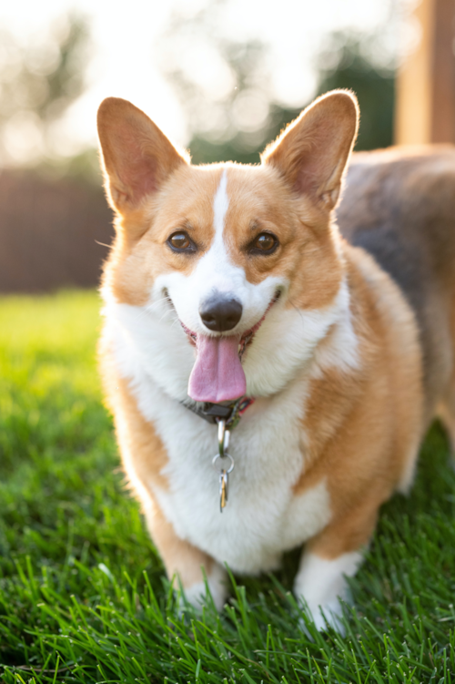 fawn adult pembroke welsh corgi